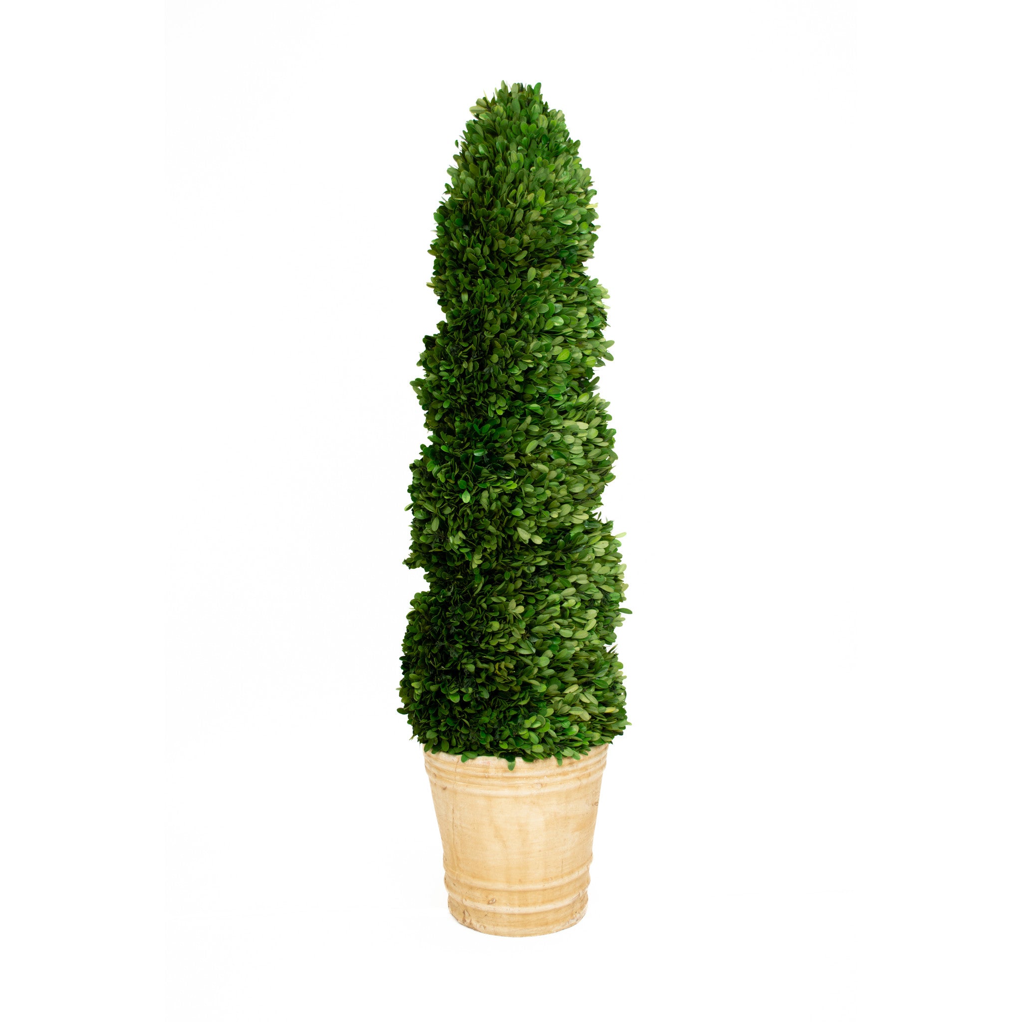Preserved Boxwood Topiary - Spiral - 43 Inch
