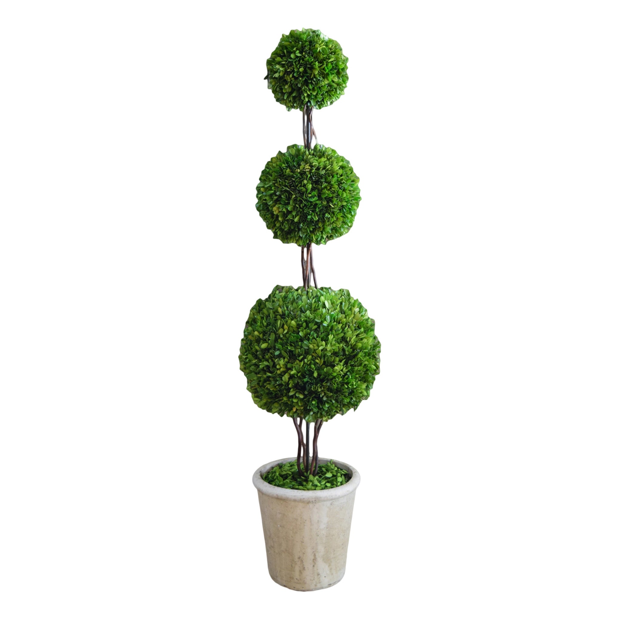 Preserved Boxwood Topiary - Triple Ball - 59 Inch