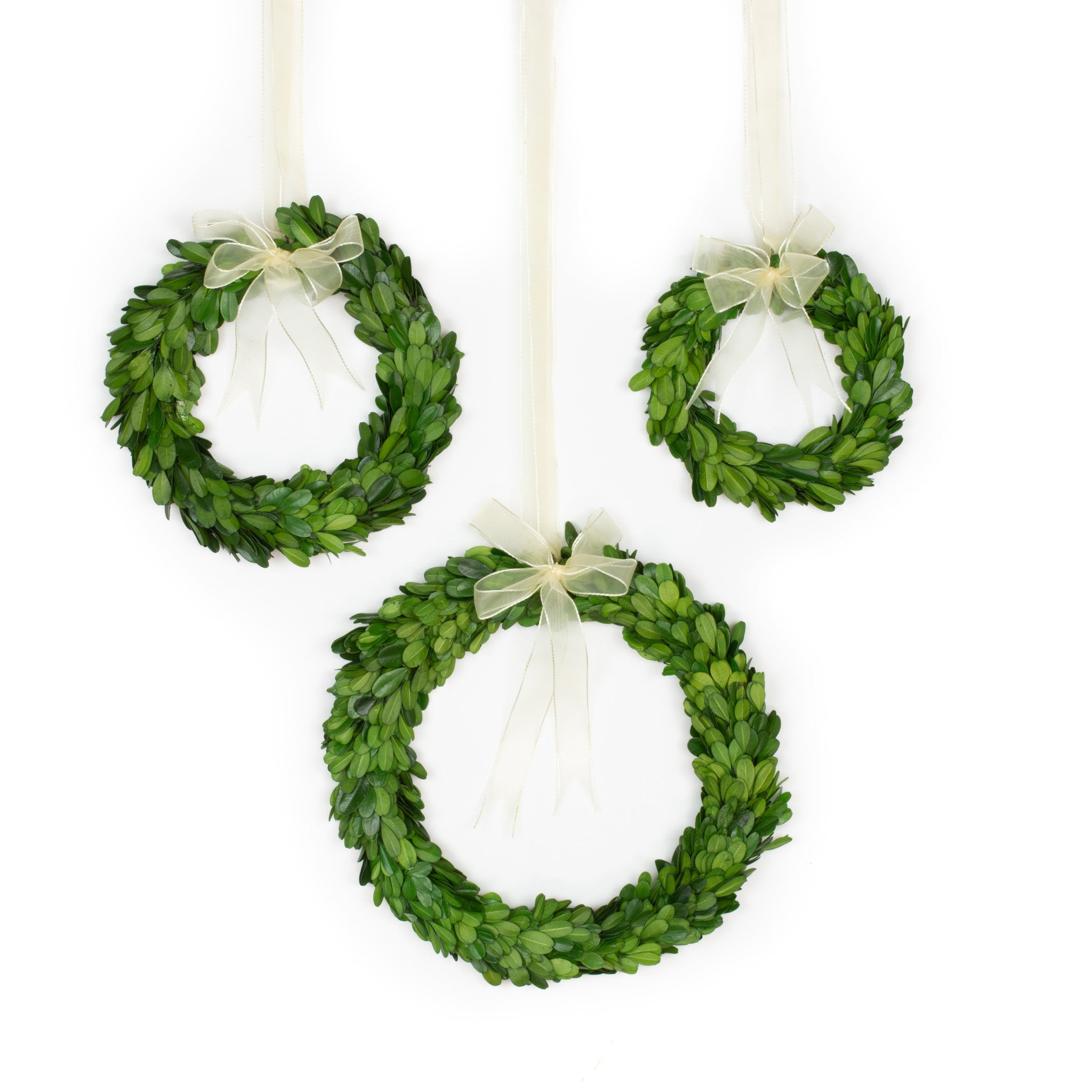 Preserved Boxwood Wreath - Round With Ribbon - 3 Piece Set