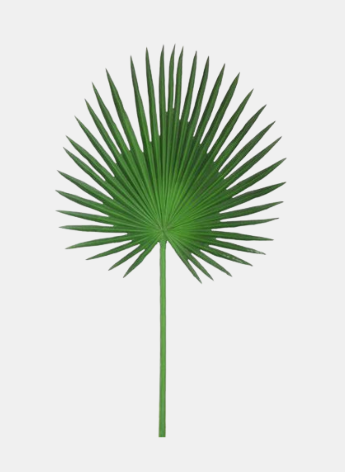 33"L FAN PALM STEM GREEN