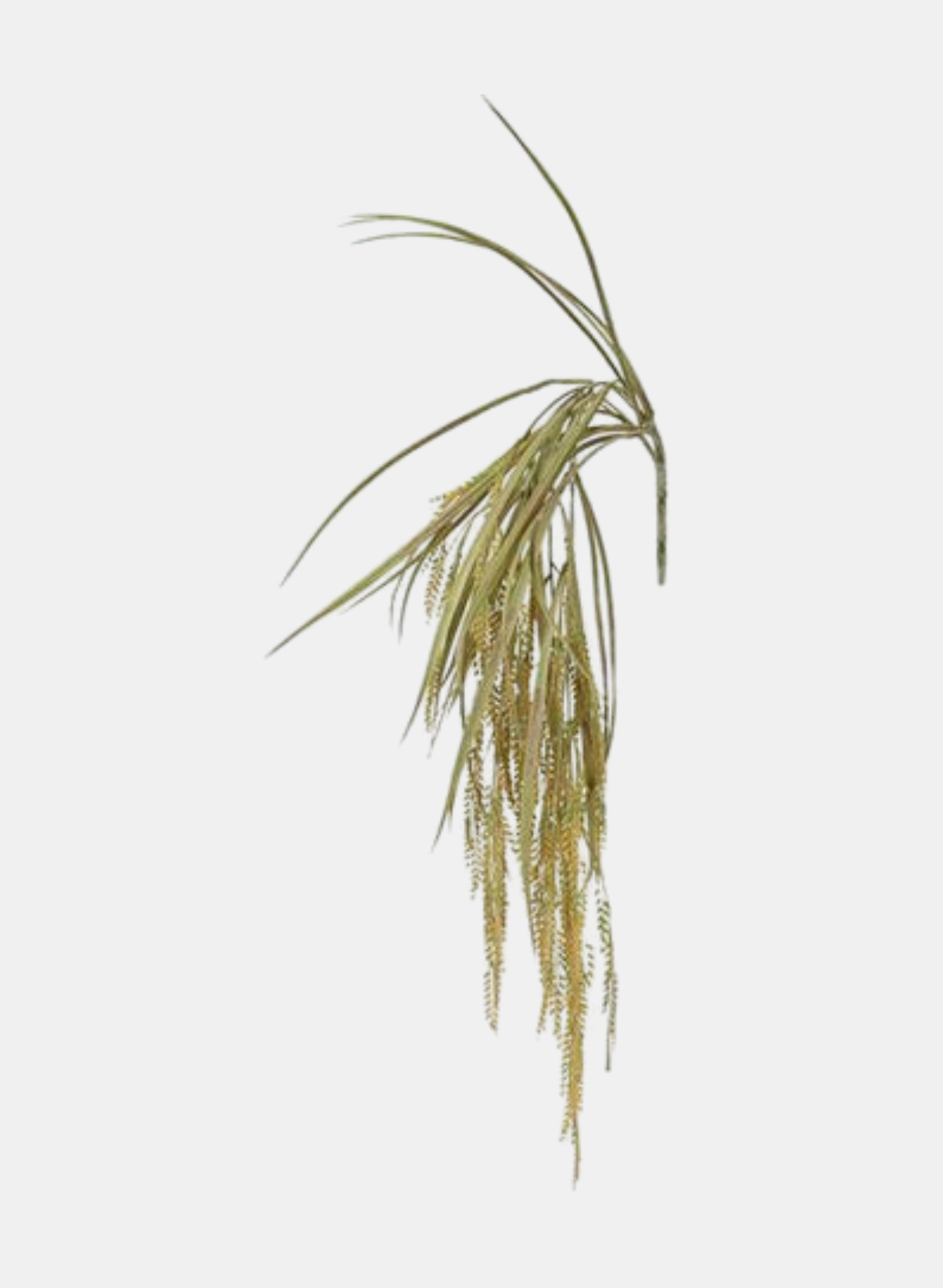 34"L HANGING WHEAT/GRASS SPRAY NATURAL
