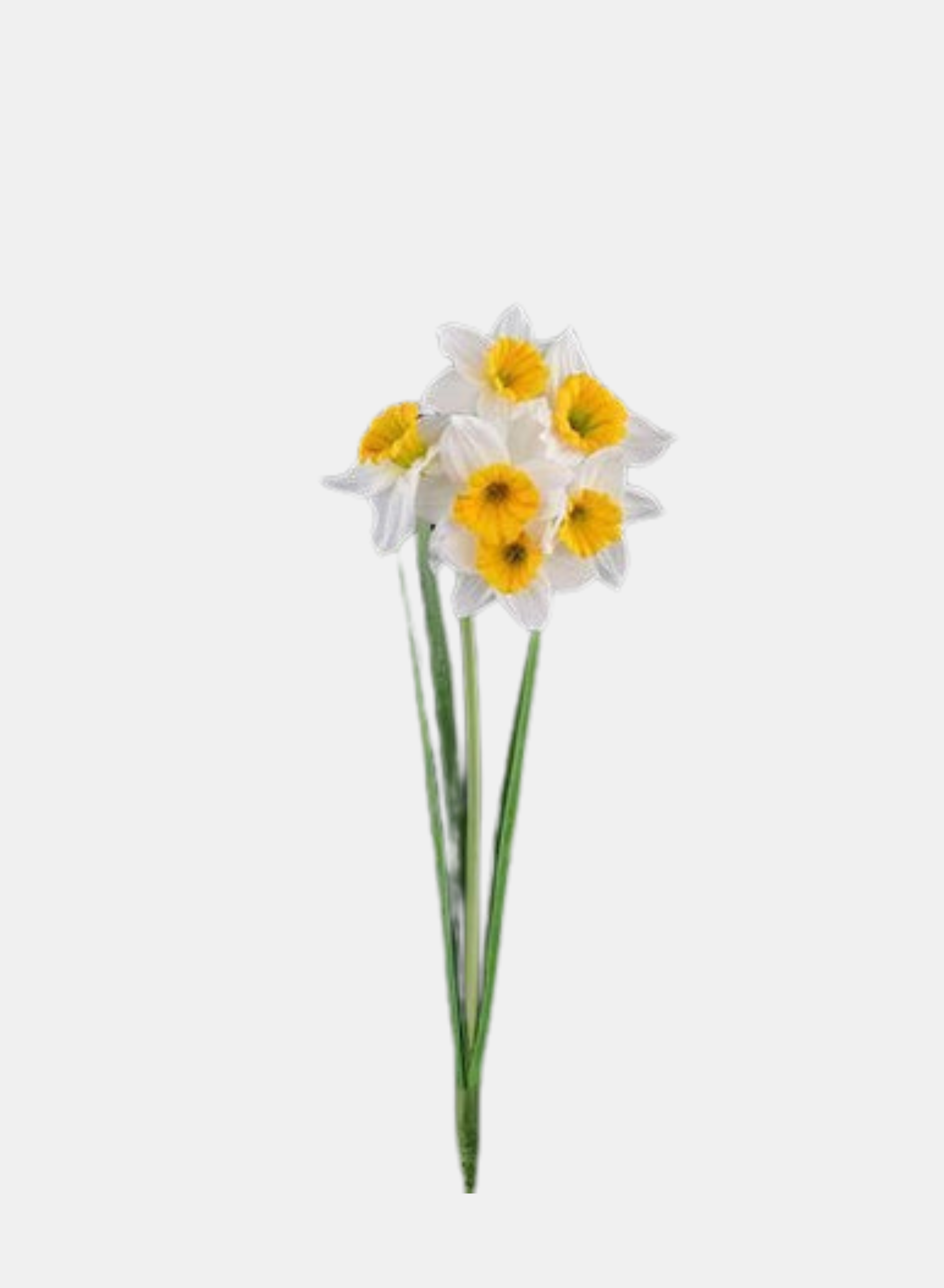 18"L DAFFODIL SPRAY WHITE/YELLOW