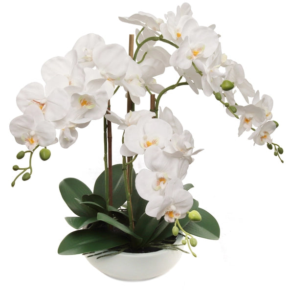 White Phalaenopsis Orchid in White Pot