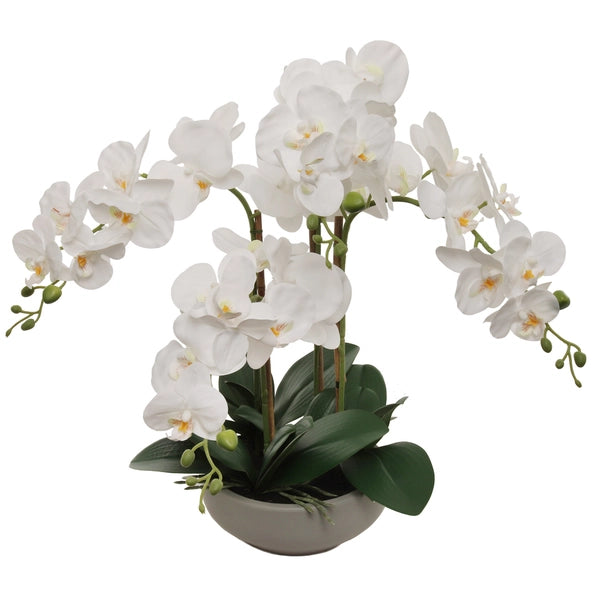 White Phalaenopsis Orchid in Grey Pot