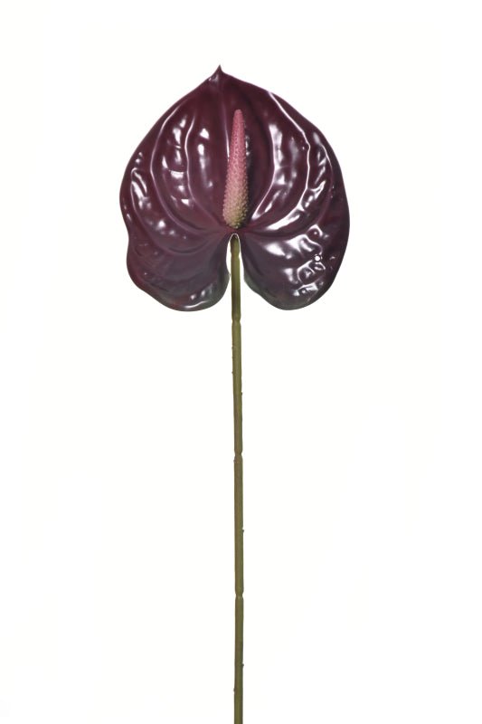 anthurium burgundy Single Anthurium