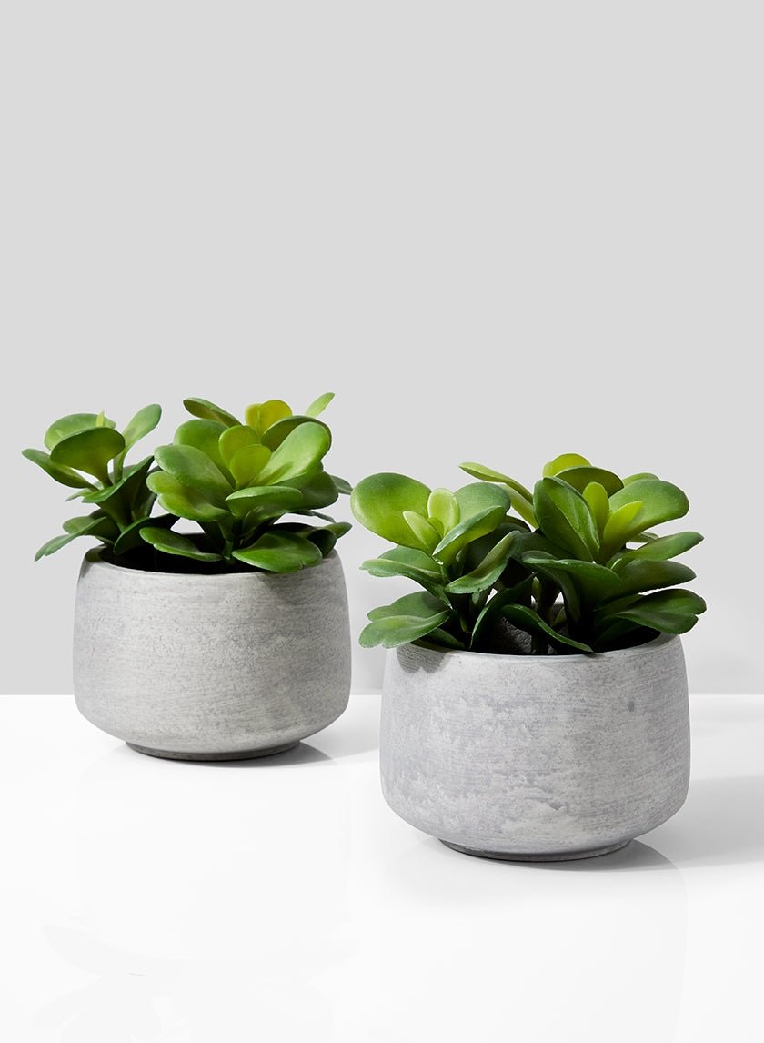 Desert Rose In Grey Pot, Set of 2