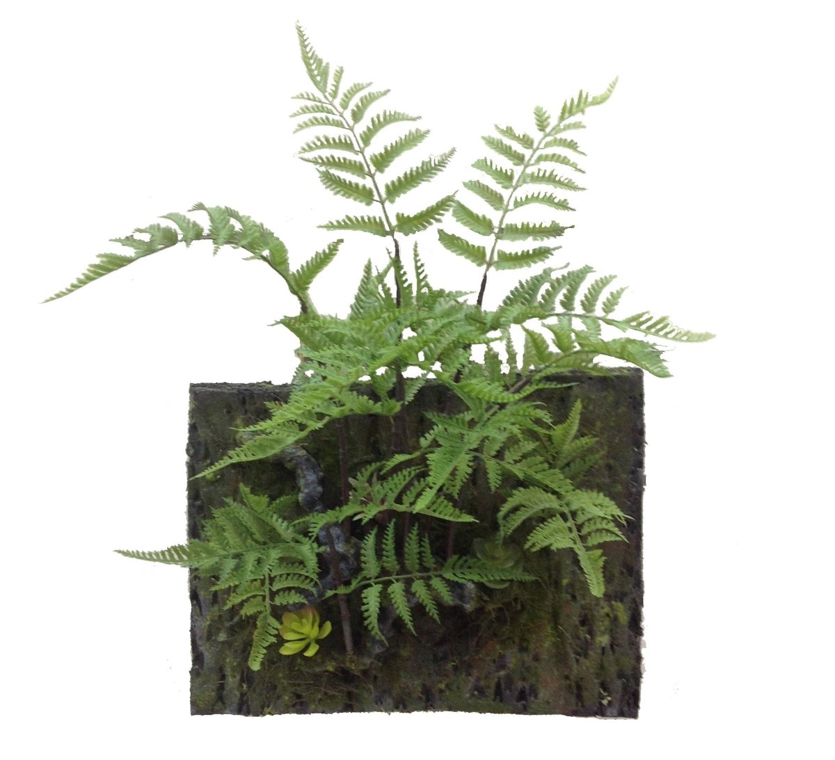 Fern Wall Art 21"h X 15.25"l