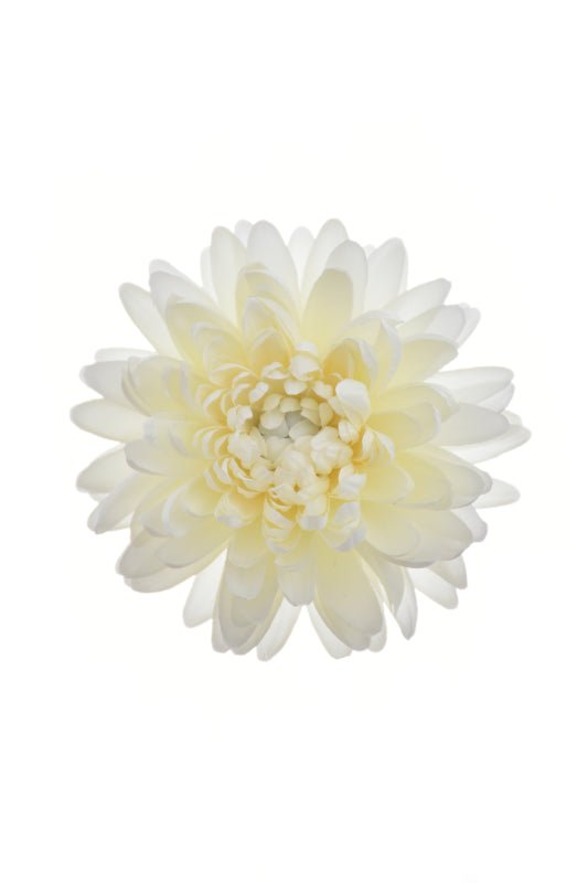 Large Chrysanthemum Head