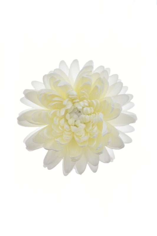 Large Chrysanthemum Head
