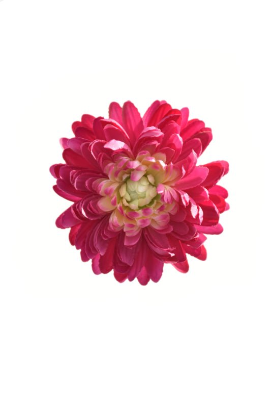 Large Chrysanthemum Head