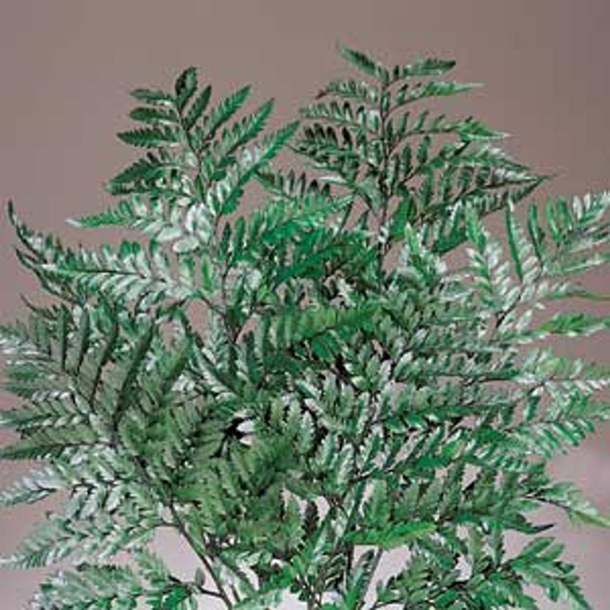 Leatherleaf Green - 10 Pcs
