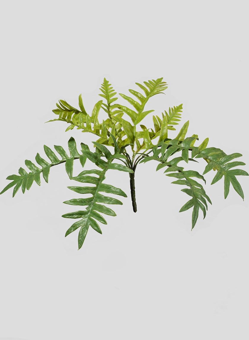 Light Green Fern Bush