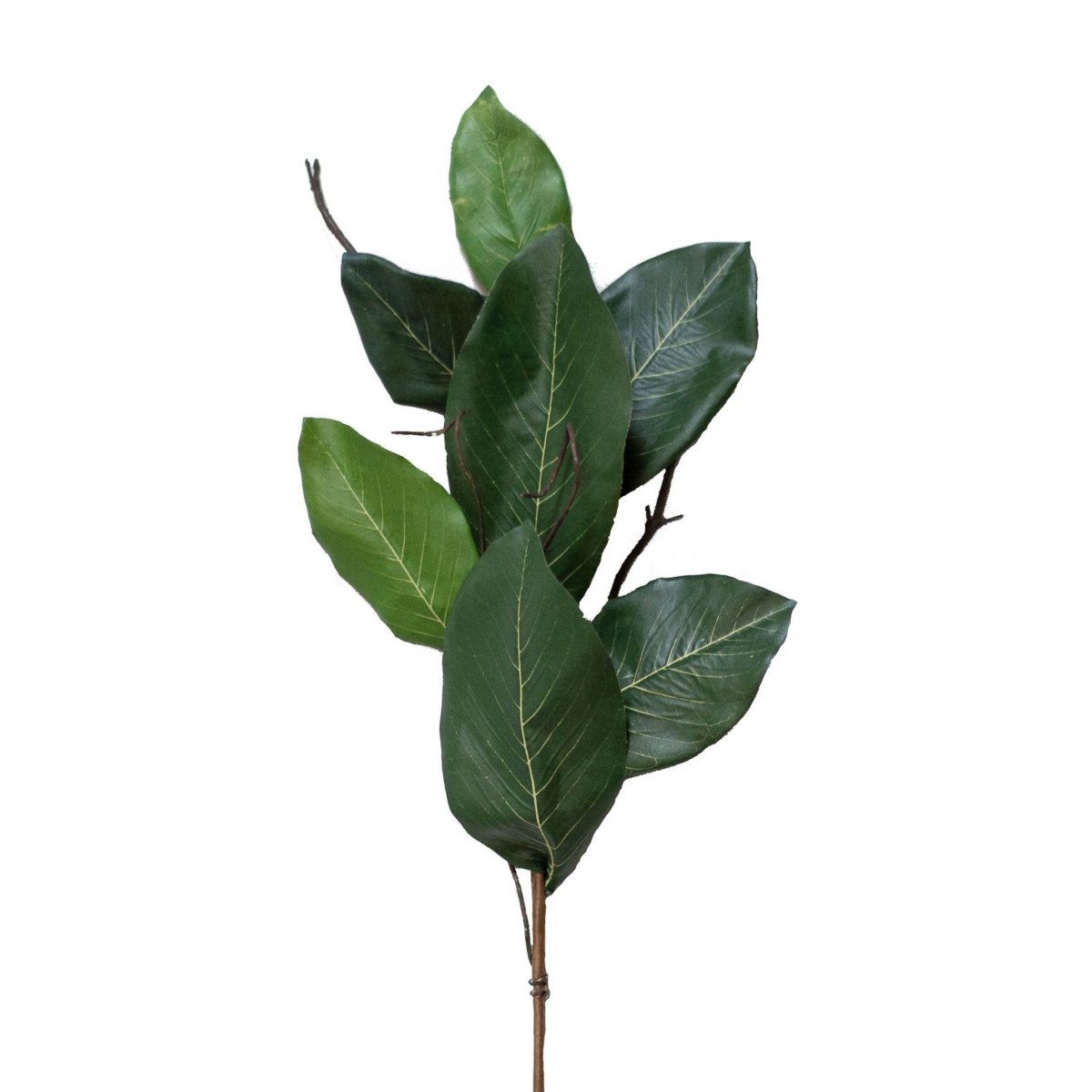 Mountain Magnolia Leaf Spray - 22 Inch