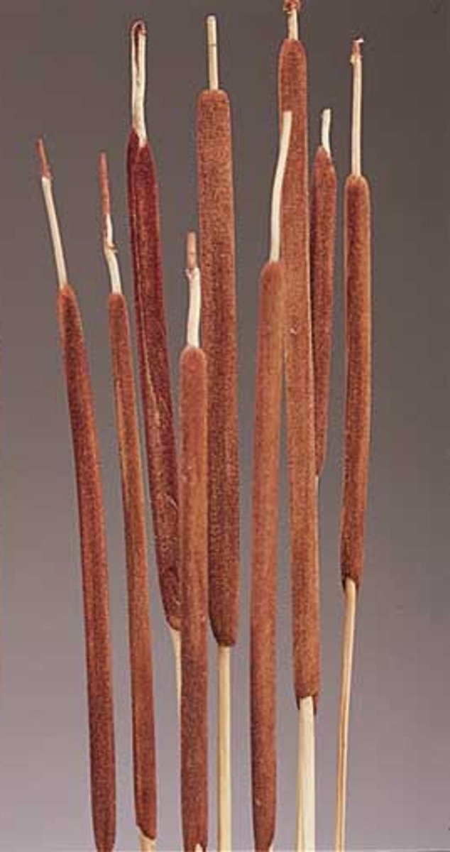 Pencil Cattails - Dark Brown - 100 Pc/Bunch