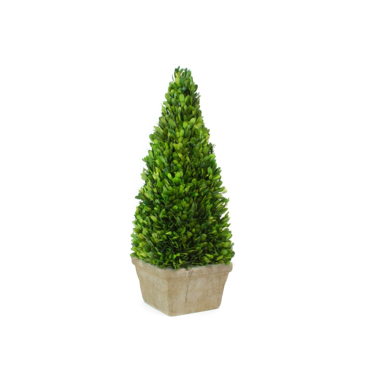 Preserved Boxwood Obelisk - 7 X 22 Inch