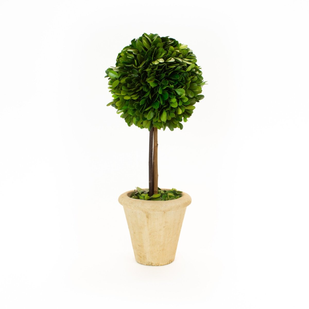 Preserved Boxwood Topiary - Single Ball - 16
