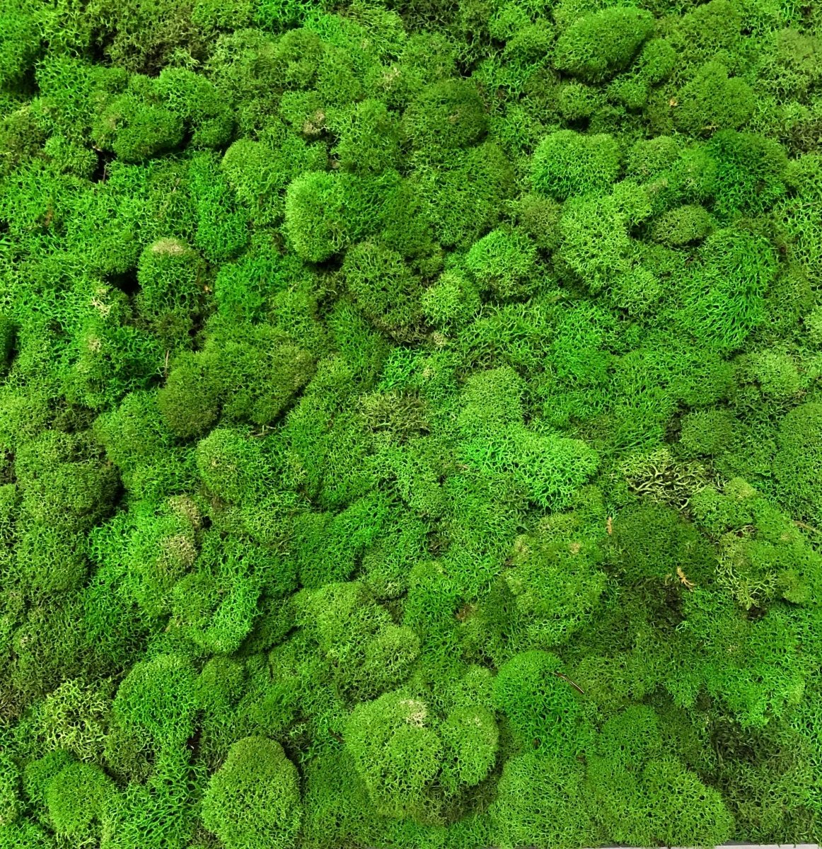 Reindeer Moss 3 Lb Bulk - Spring Green