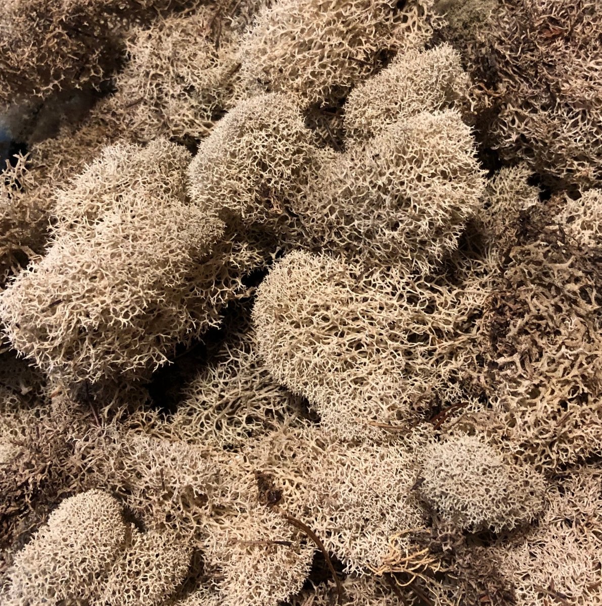 Reindeer Moss - Natural - 12 Pkgs/cs