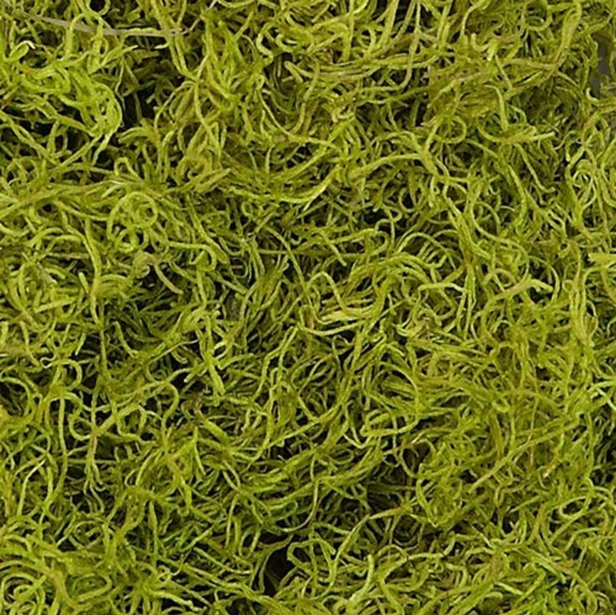 Spanish Moss - Chartreuse - 1.24 Cubic Ft