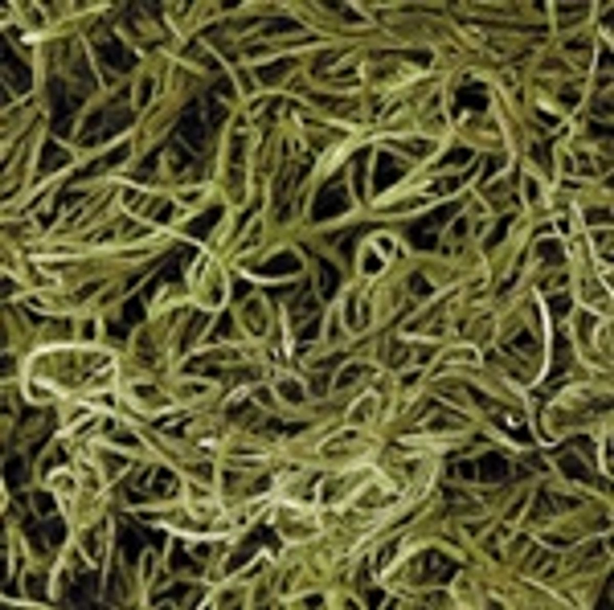 Spanish Moss - Light Green - 1.24 Cubic Ft
