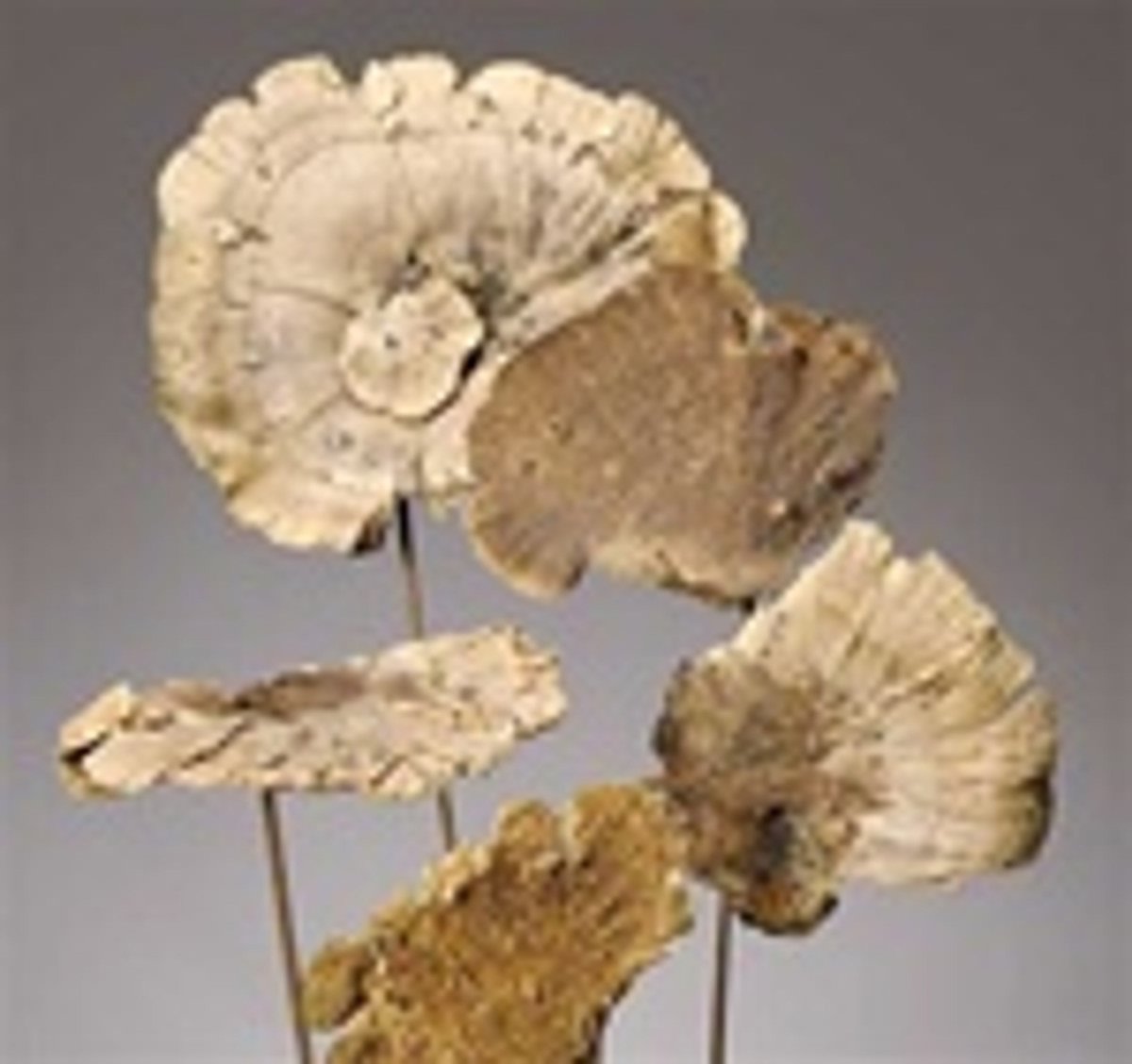 Sponge Mushrooms On Stem - Natural - 20 Bunches