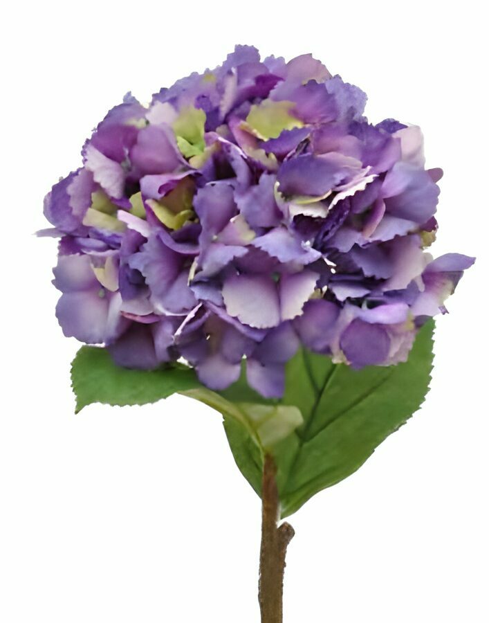 HYDRANGEAS