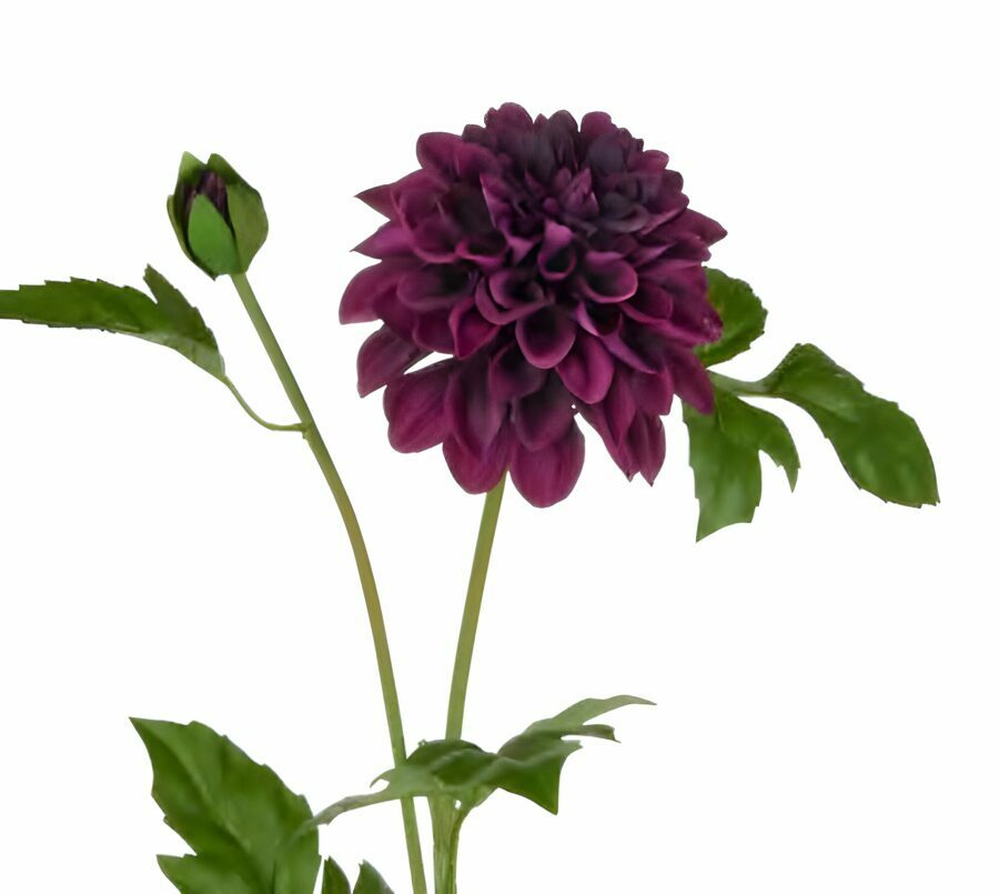 DAHLIAS