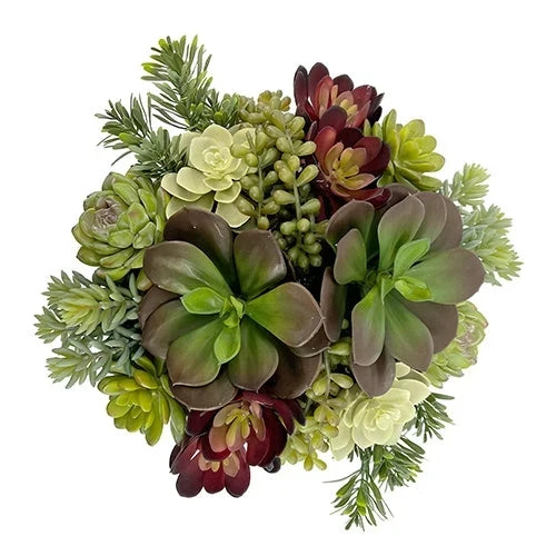 SUCCULENTS