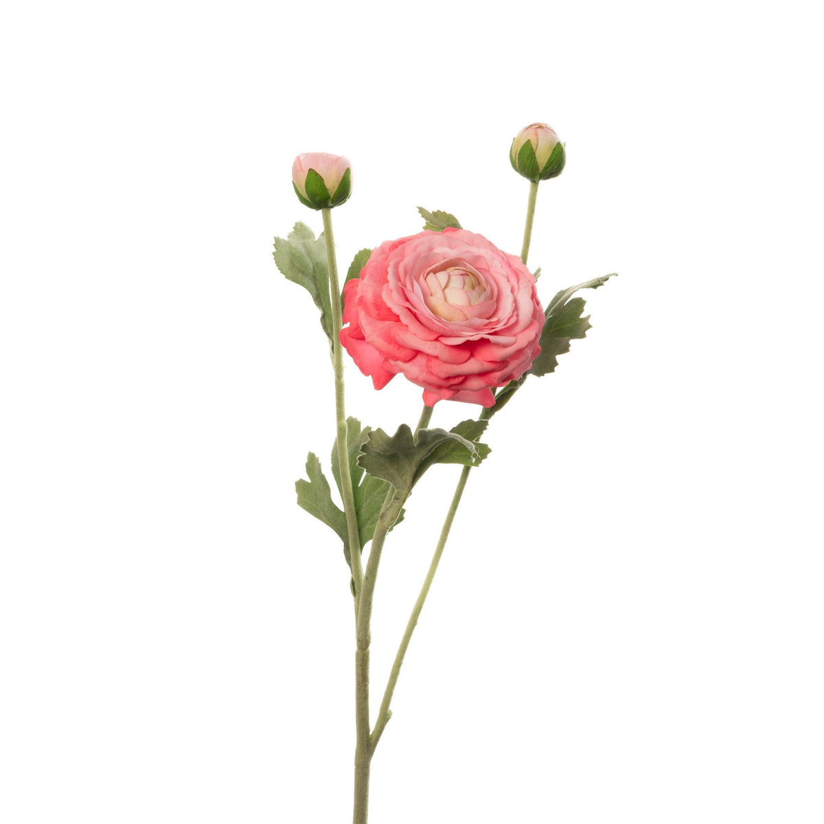 RANUNCULUS