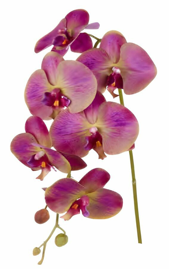 Large Phalaenopsis Orchid- Pink/Green 32"