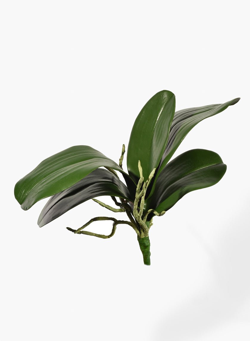 10 in Orchid Leaf Bush