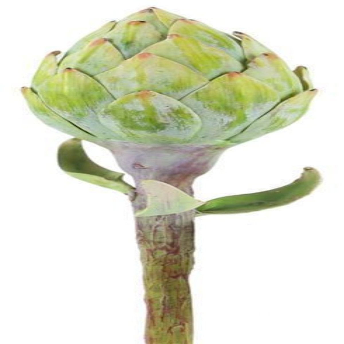 10.5"L ARTICHOKE PICK LIGHT GREEN