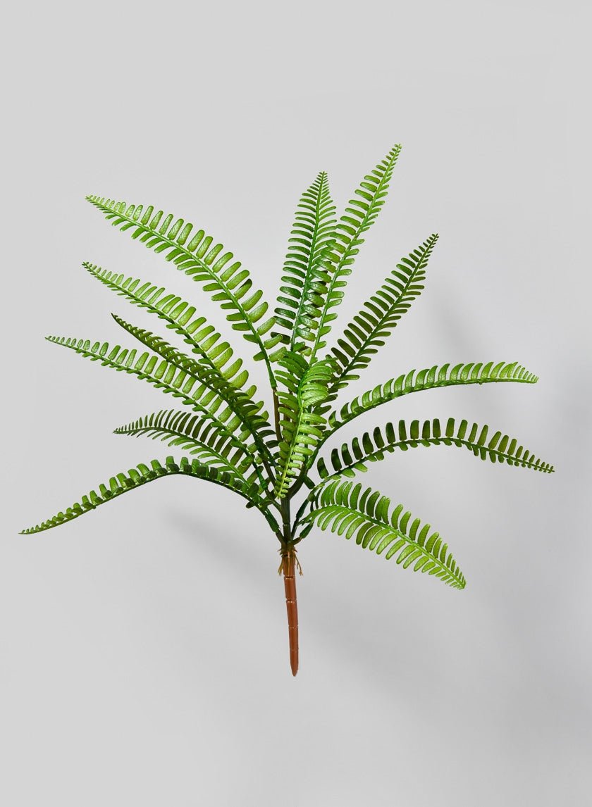 17 in Boston Fern Pick