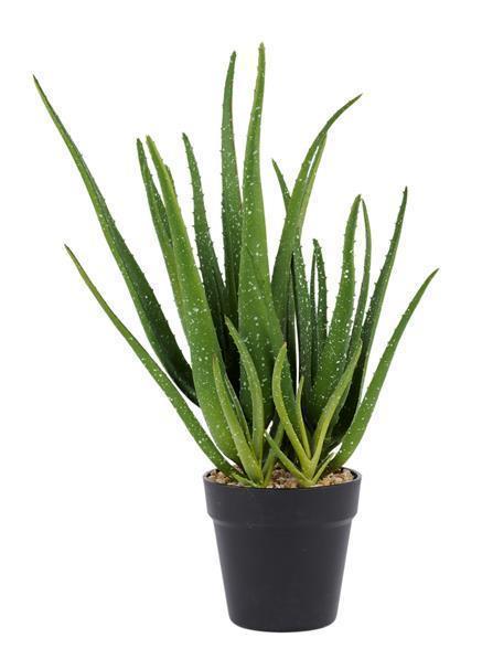 18" POTTED ALOE PLANT GREEN