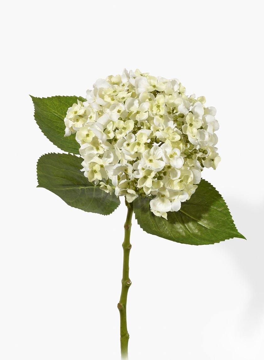 19 in White Hydrangea