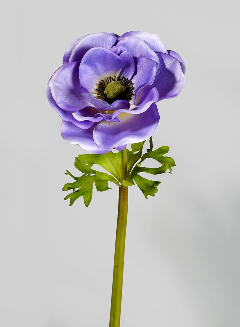 22 in Blue Anemone