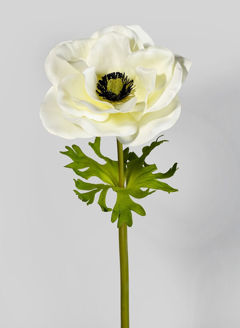 22 in Cream Anemone