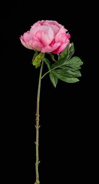 22.5"L PEONY STEM PINK