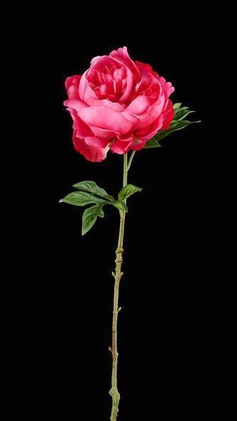 22.5"L PEONY STEM ROSE PINK