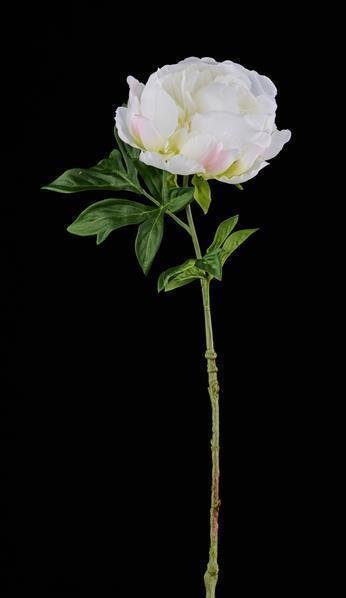 22.5"L PEONY STEM WHITE