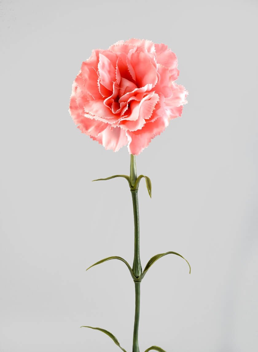 24 in Pink Carnation