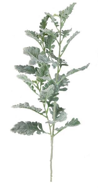 24.75"L DUSTY MILLER SPRAY DUSTY GREEN