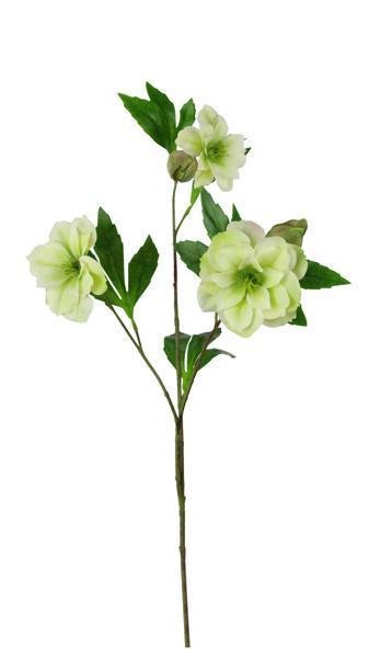 25.5"L LENTEN ROSE SPRAY CREAM