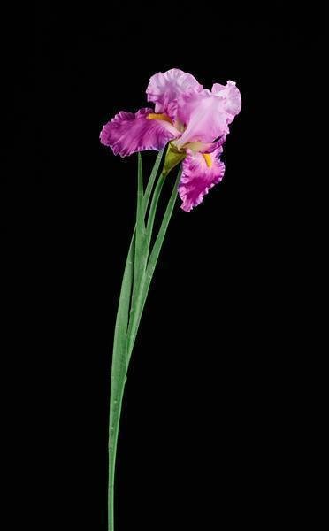 25"L IRIS STEM MULTI PINK