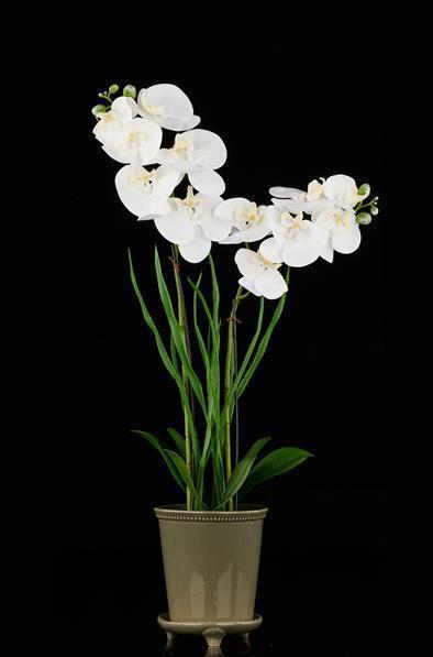 25"POTTD SOFT PHALAENPSIS ORCHID WHITE