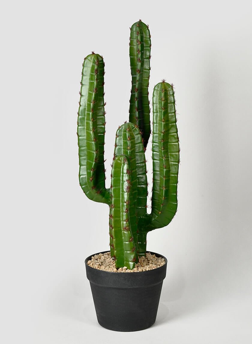 26 in Candelabra Cactus Plant