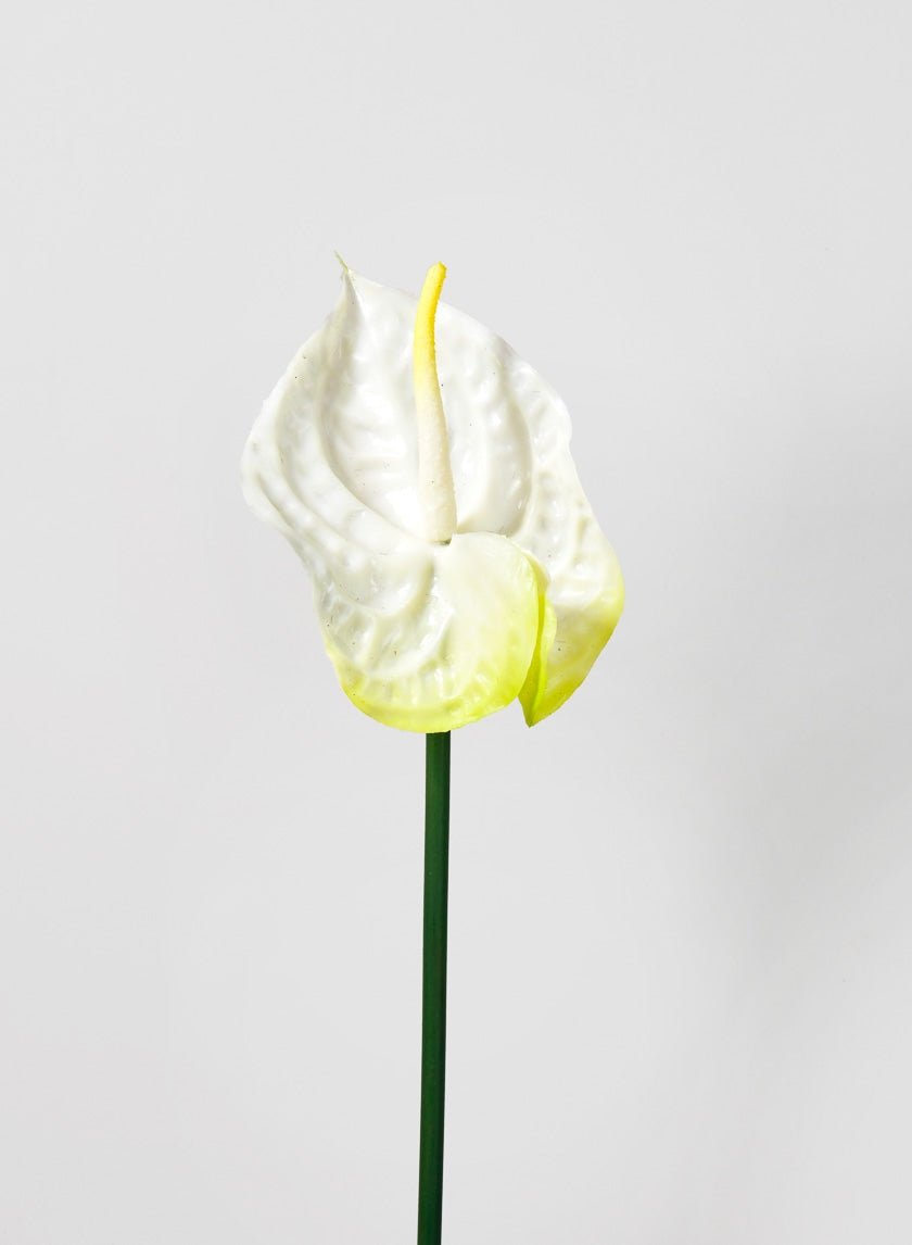 27 in Anthurium Spray, White