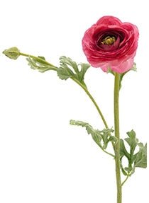 27 in Light Red Ranunculus