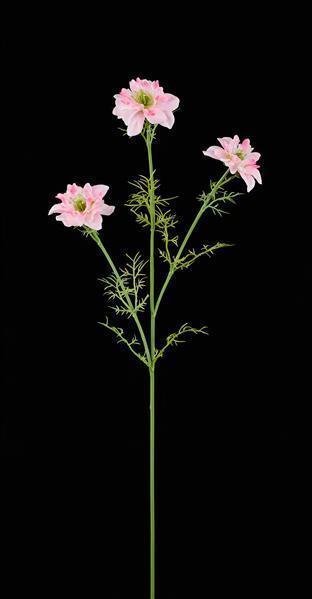 27"L COSMOS SPRAY X3 PINK