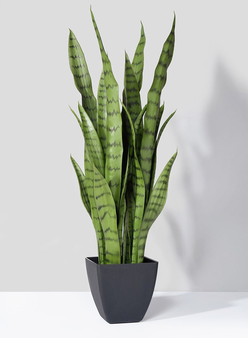 28 in Sansevieria Trifasciata Snake Plant